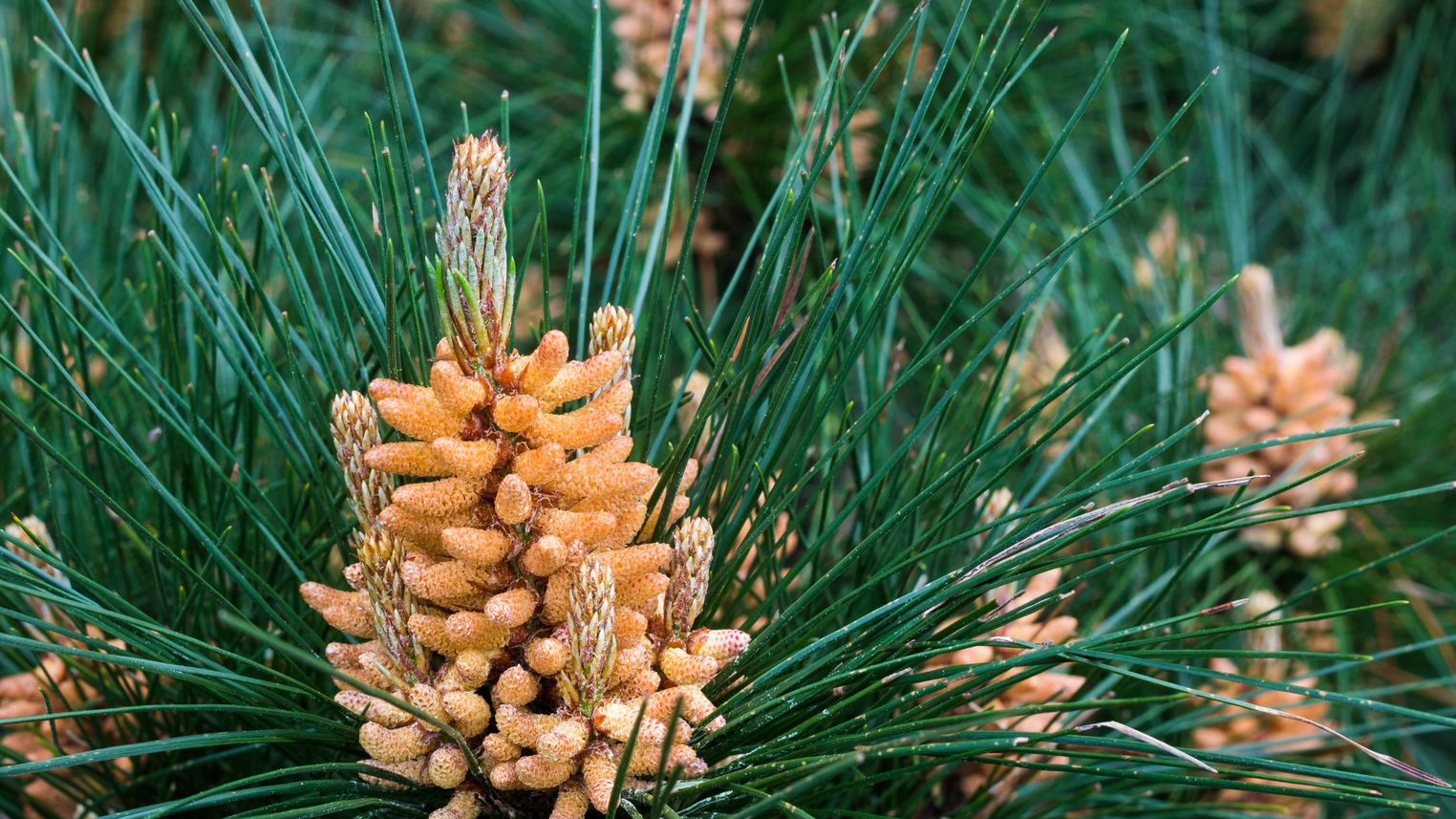 L'histoire du pollen de pin et son utilisation