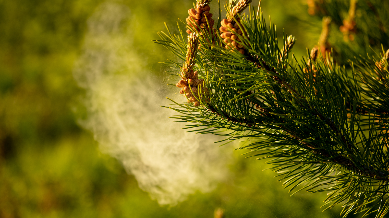 Le pollen de pin : nouveau super aliment !