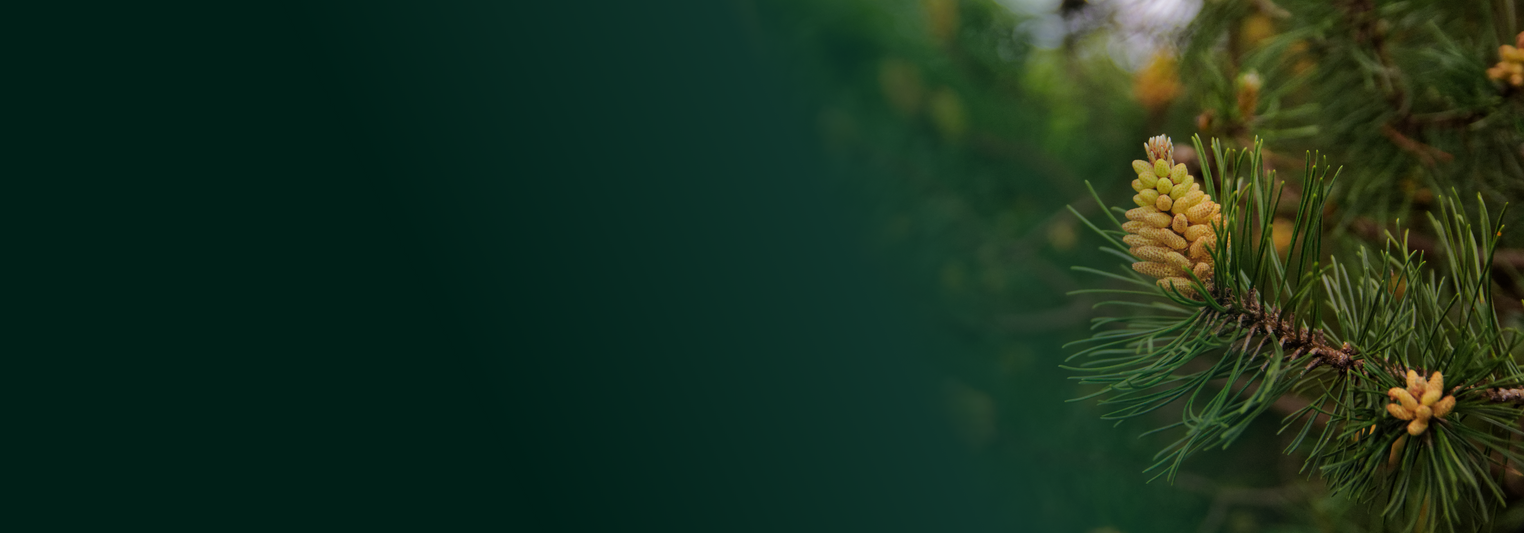 Le pollen de pin 
qu’est-ce que c’est ?