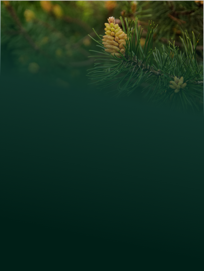 Le pollen de pin 
qu’est-ce que c’est ?